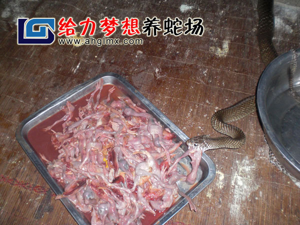 水律蛇養(yǎng)殖